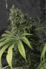 F58 double tangie banana
