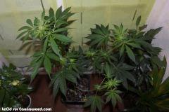 21042016 Double Tangie Banana 12 F 22 (2)