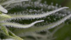 17012017 UK CHEESE 32 Pistil