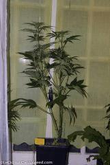20042016 Double Tangie Banana 5  Flo  16