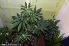 21042015 Double Tangie Banana 7 F 23 (2)