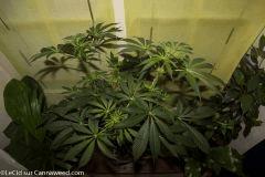 18042016 Double Tangie Banana 9 Flo  14 (2)