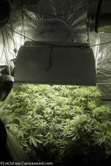 En Floraison : Double Tangie Banana (+9) , Cheese, Amnésia, Scott Og (+14)