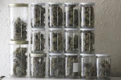Recolte Double Tangie Banana 348.4 grammes sec