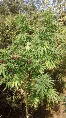 Easy Sativa 1