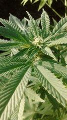 Bud OGK