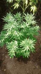OG Kush