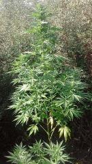 Easy Sativa 2