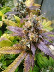 Scrog 1_ lsd_2016
