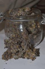 Lemon OG phéno violet