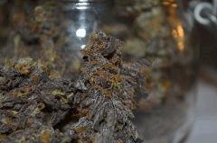 Lemon OG phéno violet