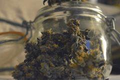 Lemon OG phéno violet
