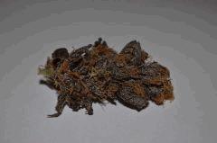 Lemon OG phéno violet