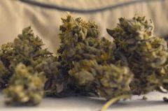 Lemon OG phéno vert