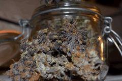 Lemon OG phéno violet