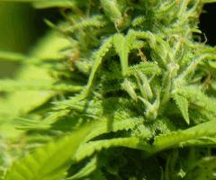 Early Skunk "Lucy".