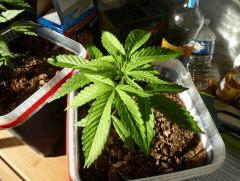 C 44 Mary Early Skunk Outdoor en pot.
