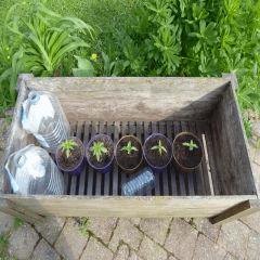 Saison 2017 Early Skunk Régular out en pot - 14/04/17