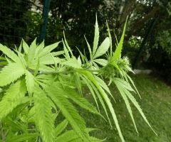 Early Skunk Lucy FLO.