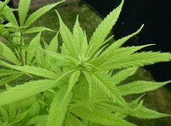 Lucy Early Skunk C+118/F+12.