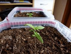 La grande Lucy. (Early Skunk)