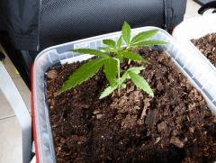 Lucy C+31 Early Skunk