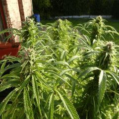 Saison 2017 Early Skunk Régular out en pot - 12/10/17