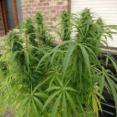 Saison 2017 Early Skunk Régular out en pot - 09/10/17
