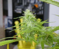 Early Skunk "Lucy"