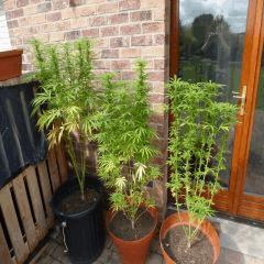Saison 2017 Early Skunk Régular out en pot - 19/09/17