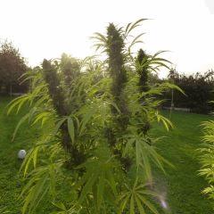 Saison 2017 Early Skunk Régular out en pot - 16/10/17