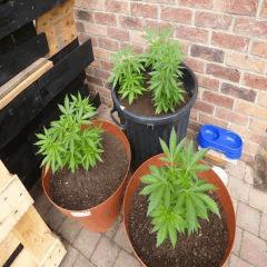 Saison 2017 Early Skunk Régular out en pot - 30/05/17