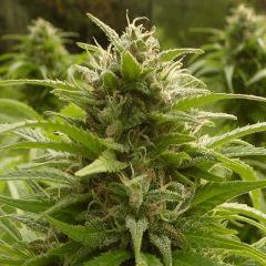 Saison 2017 Early Skunk Régular out en pot - 20/10/17