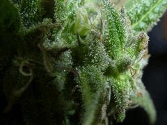 Saison 2017 Early Skunk Régular out en pot - 20/10/17