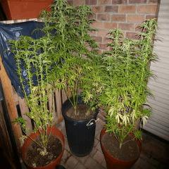 Saison 2017 Early Skunk Régular out en pot - 28/08/17