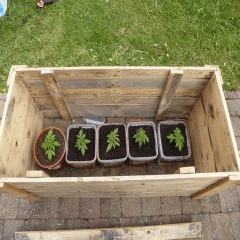 Saison 2017 Early Skunk Régular out en pot - 29/04/17
