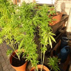 Saison 2017 Early Skunk Régular out en pot - 12/10/17