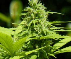 Early Skunk "Lucy".