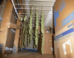 Saison 2017 Early Skunk Régular out en pot - 27/10/17