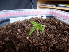 La petite Mary (Early Skunk)