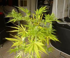 Early Skunk "Lucy".