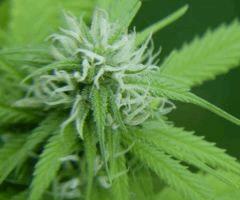 Early Skunk "Lucy"