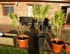Saison 2017 Early Skunk Régular out en pot - 20/10/17