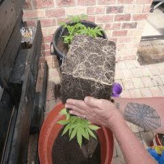 Saison 2017 Early Skunk Régular out en pot - 21/05/17