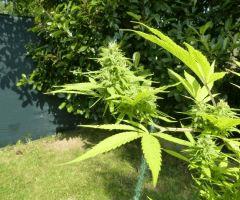 Early Skunk "Lucy".