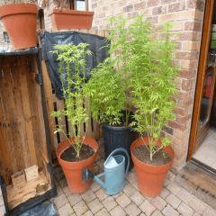 Saison 2017 Early Skunk Régular out en pot - 22/08/17