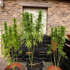 Saison 2017 Early Skunk Régular out en pot - 09/10/17