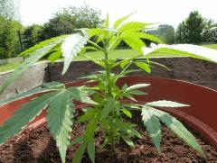 Early Skunk Lucy C+50