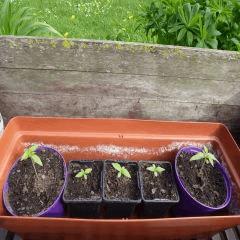 Saison 2017 Early Skunk Régular out en pot - 06/04/17