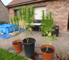 Saison 2017 Early Skunk Régular out en pot - 26/09/17